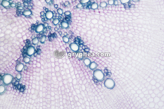 Racine d'Oseille (dicotylédone) - structure secondaire x40 - gryphea.com